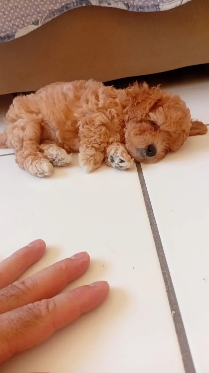 Poodle Toy  - Foto 3