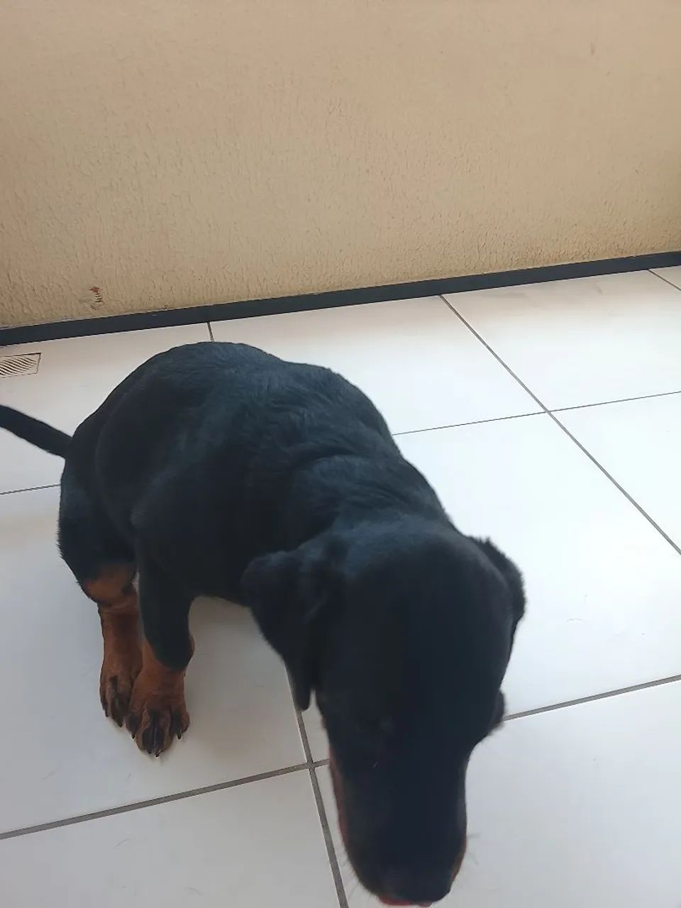 Filhote de rottweiler  - Foto 5