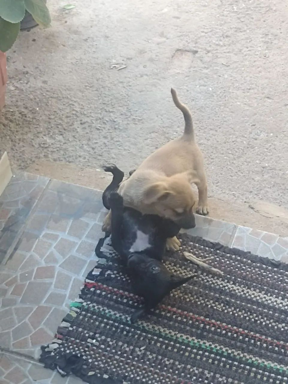 Cachorrinhos 2 meses - Foto 2