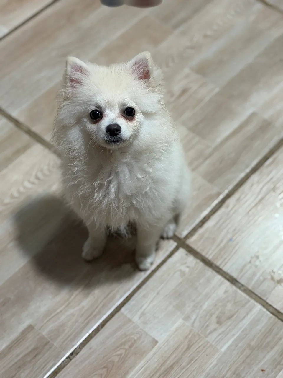 Lulu Macho - Foto 3