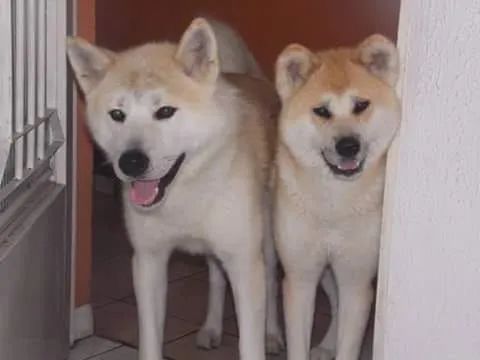 Akita Inu  - Foto 2