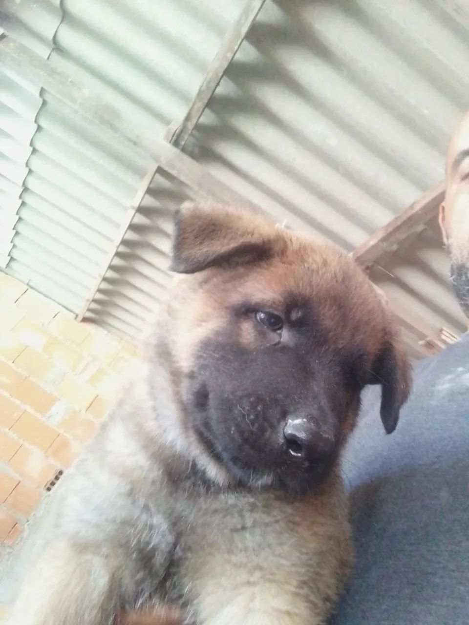 Filhotes de cachorro  - Foto 2