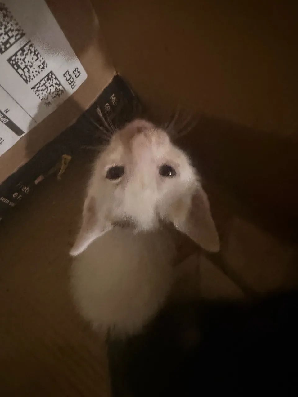 Gatos para adoção  - Foto 3