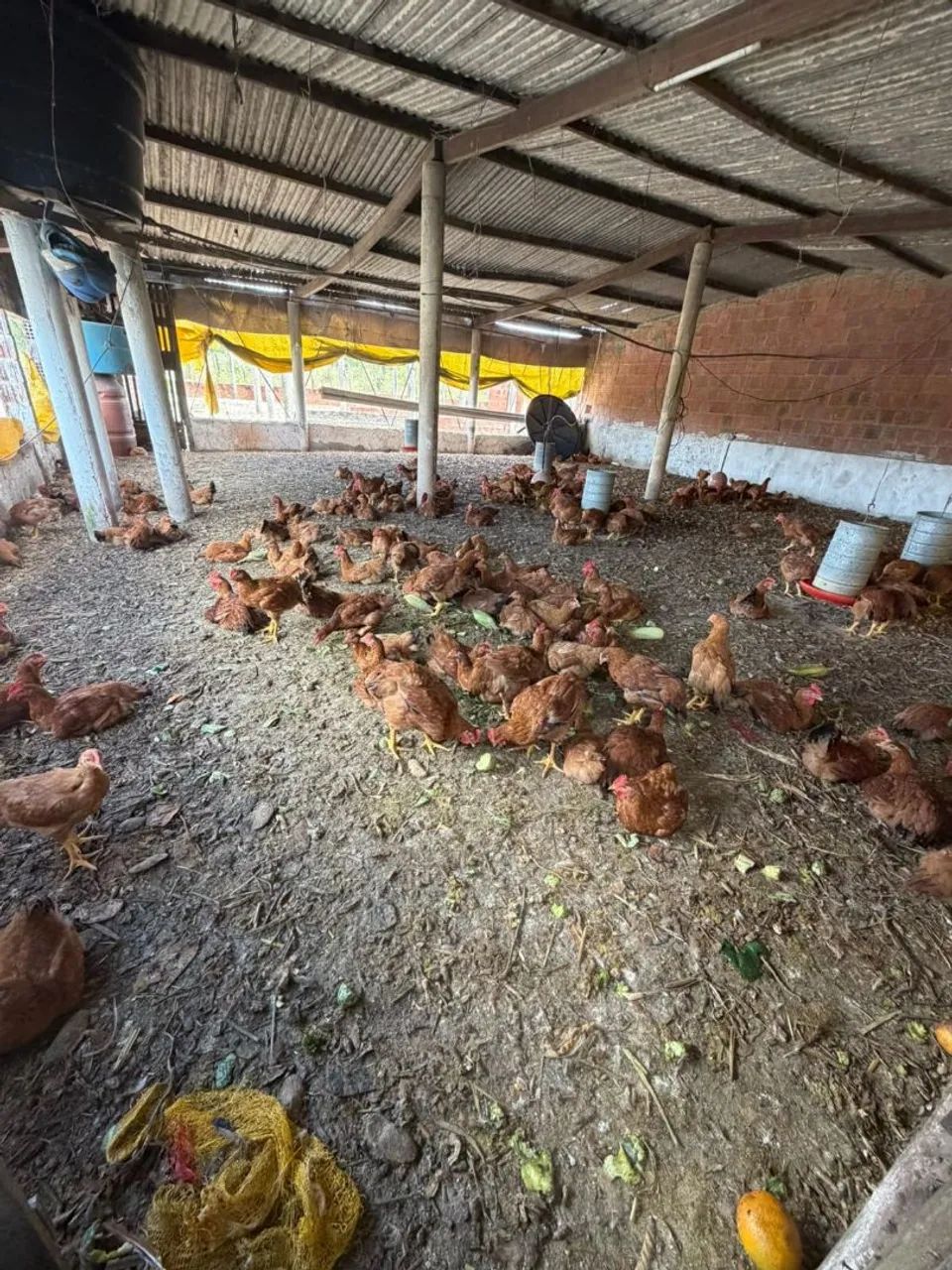 Galinha caipira a venda - Foto 3