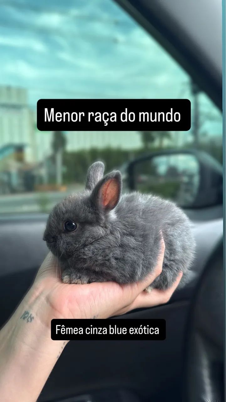 Coelhos anões  - Foto 4