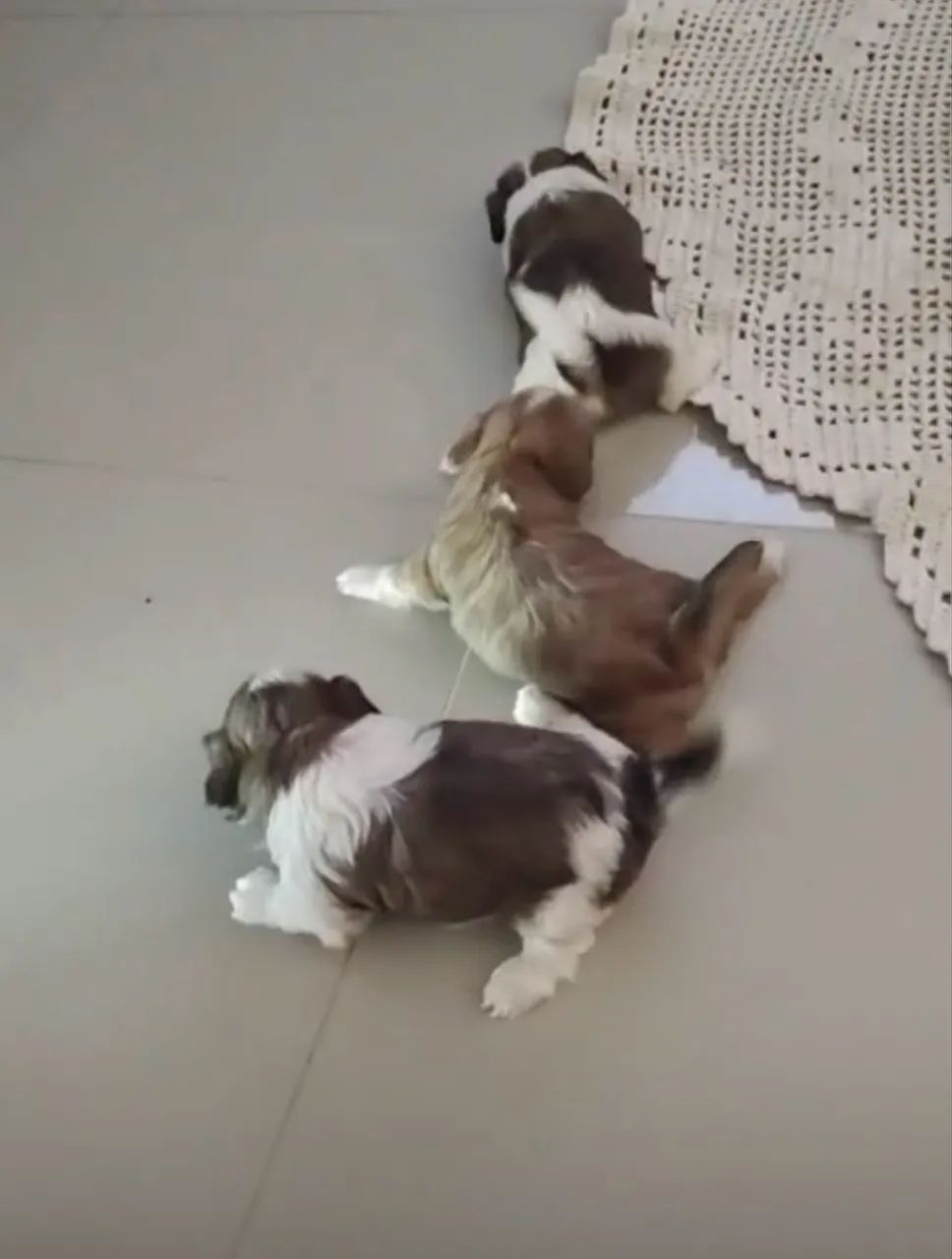 Shihtzu  - Foto 4