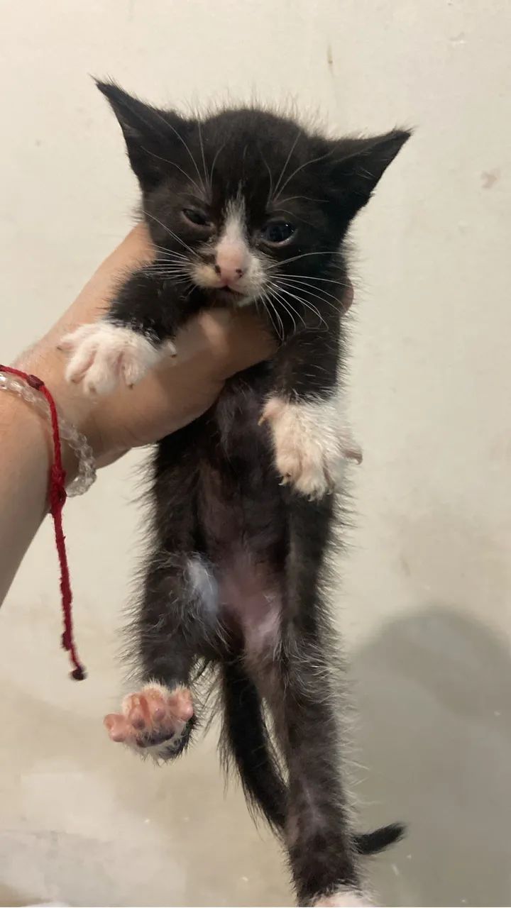 Doando gatinhos - Foto 4