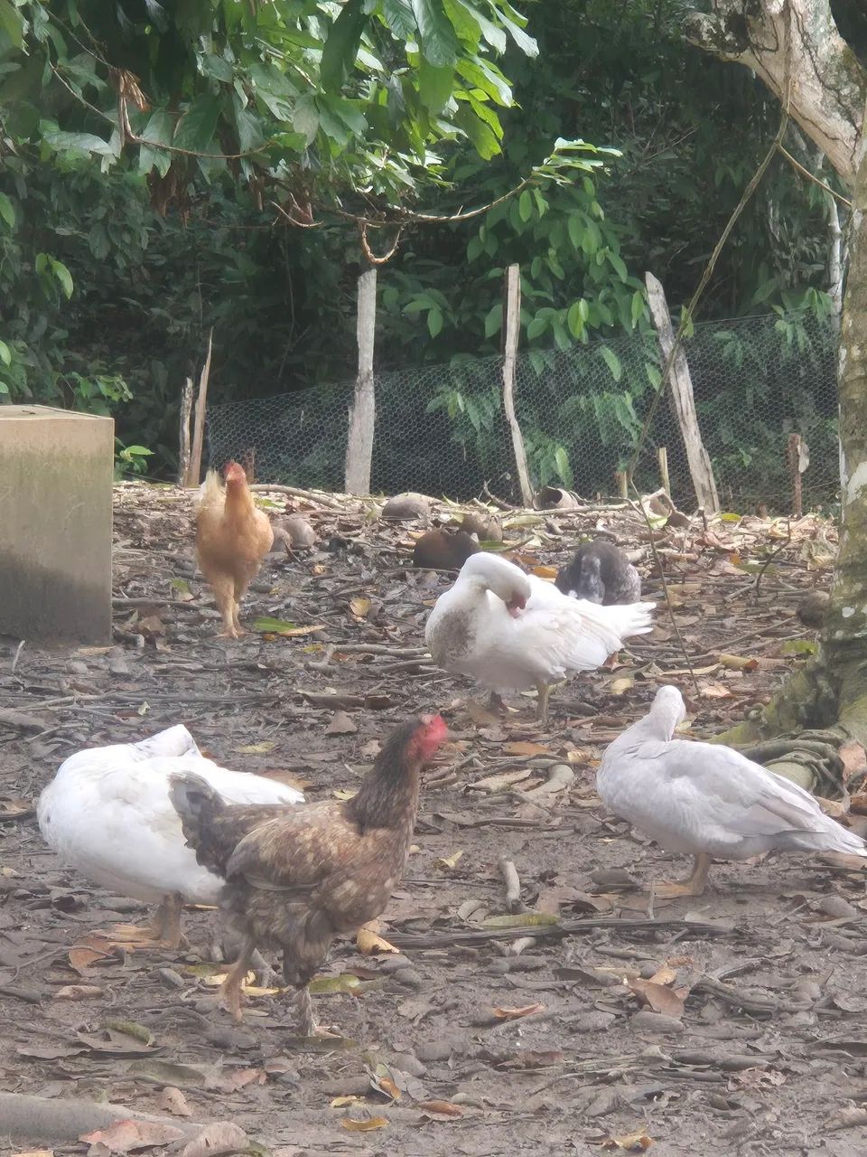 Vendo Pato - Foto 2
