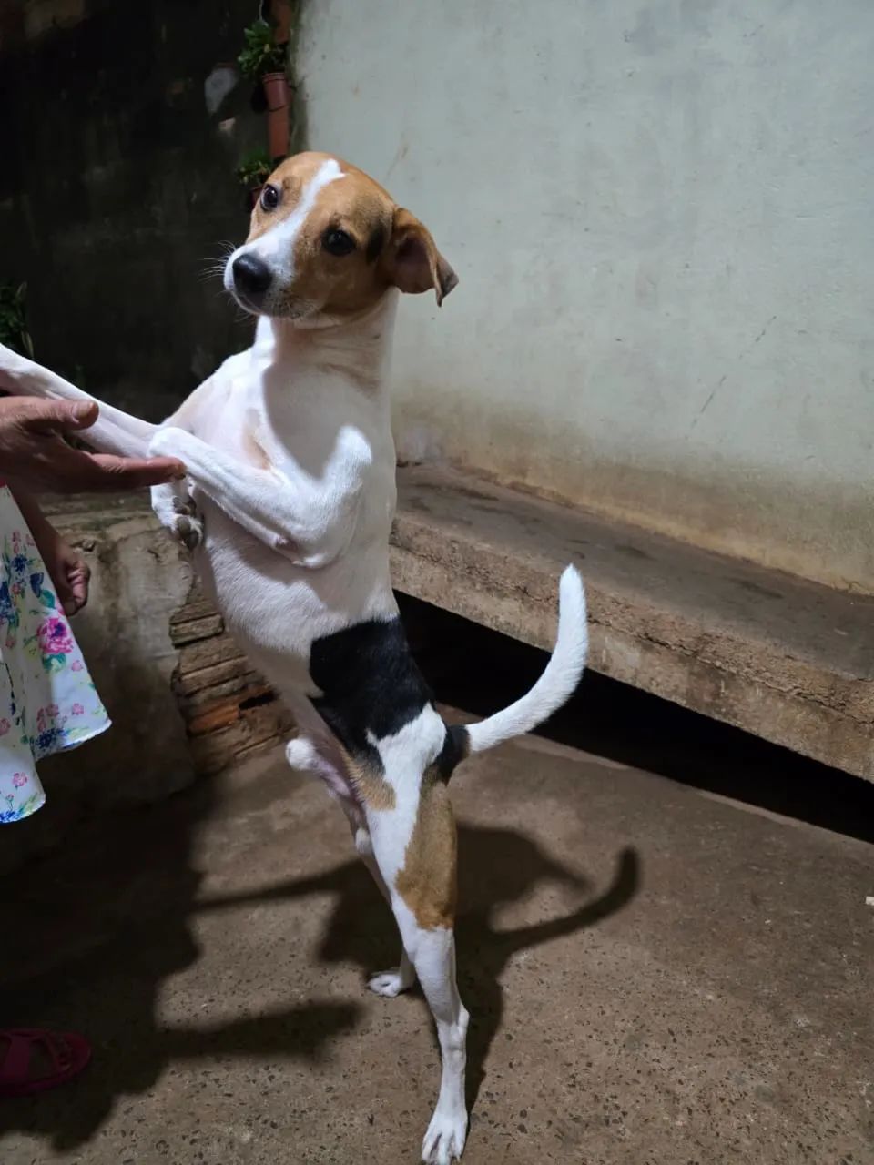 Doação de cachorro médio porte  - Foto 2