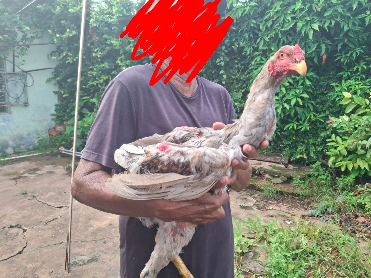 Frangos caipira misturado com índio gigante  - Foto 2