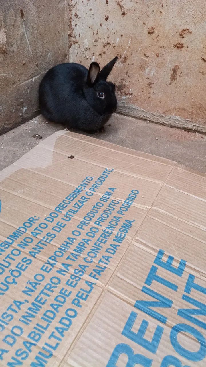mini coelho  - Foto 2