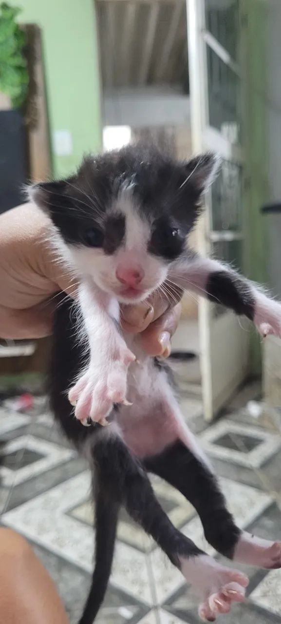GATOS