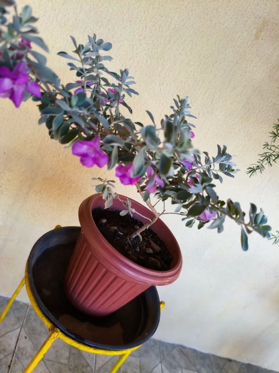 Lindas plantas, 30, 00  cada - Foto 2