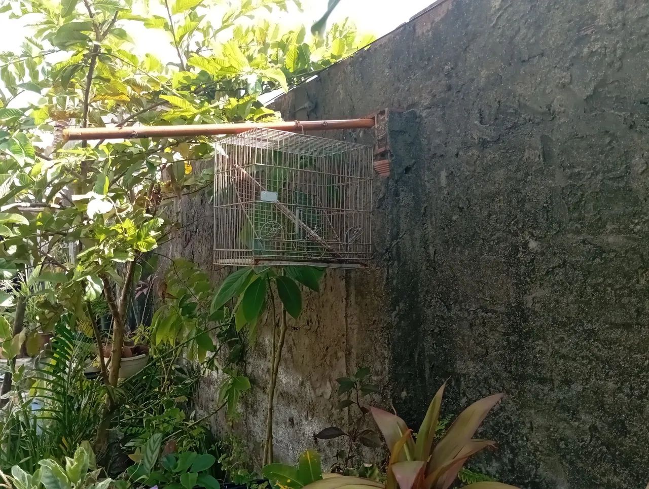 Várias gaiolas.