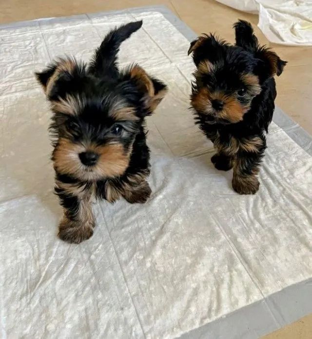 Yorkshire Terrier com beleza clássica da raça - Foto 2
