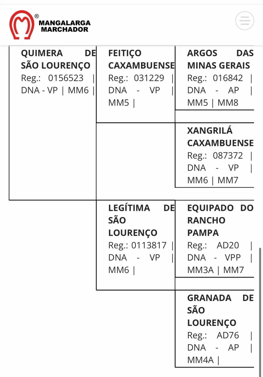 Cavalo manga larga registrado  - Foto 3