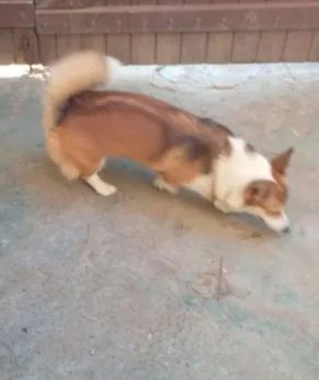 Fêmea Corgi 1 ano e 6 meses  - Foto 2
