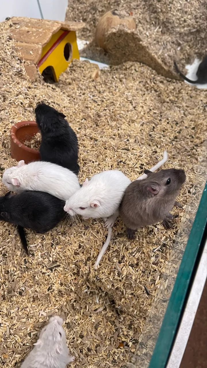 Gerbil / Gerbo / esquilo da Mongólia 