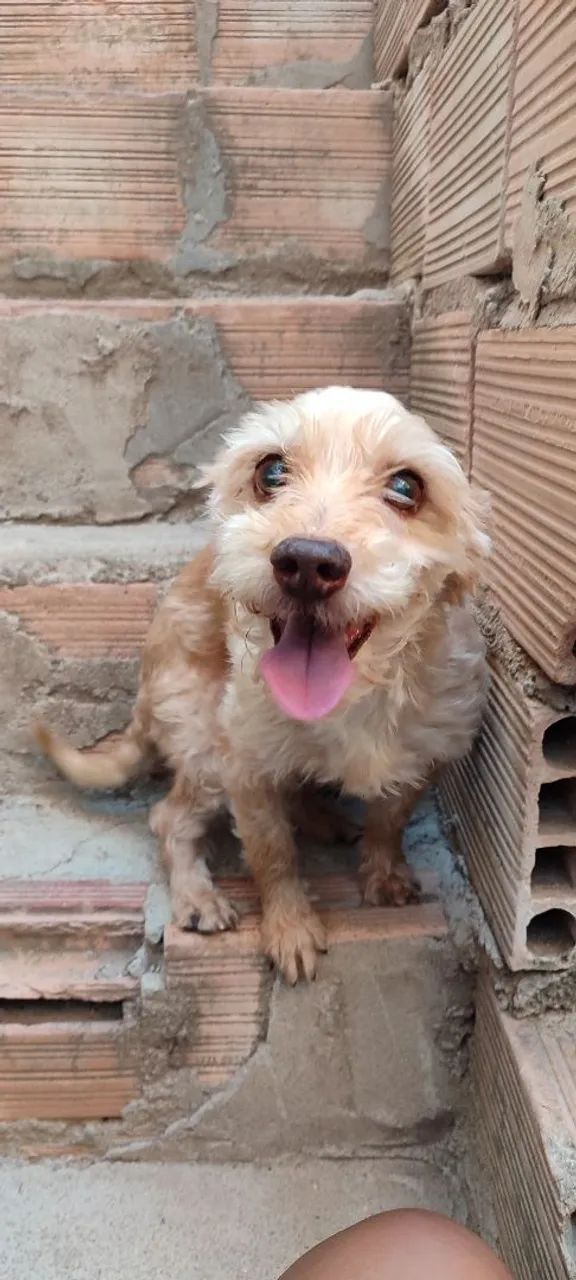 Doação de cachorro  - Foto 3