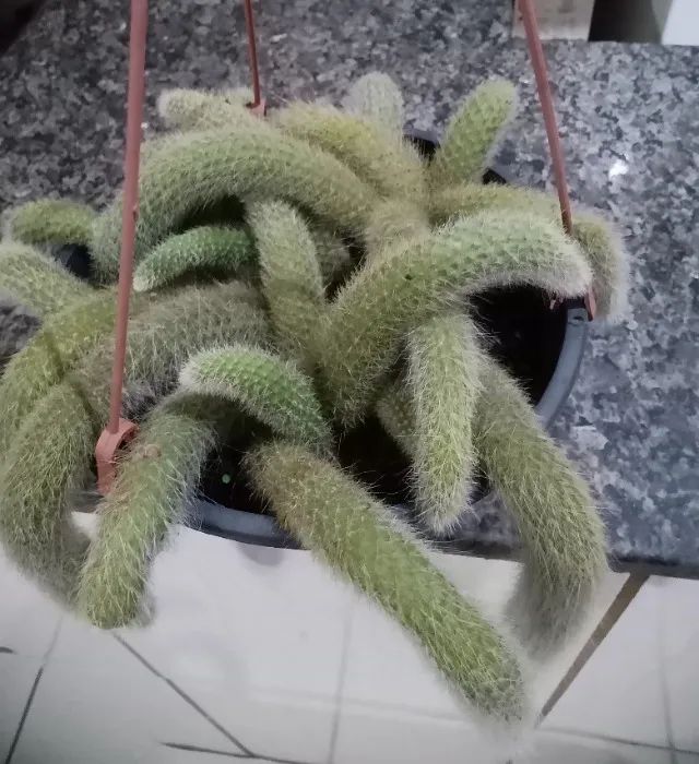 Planta rabo de macaco  - Foto 3