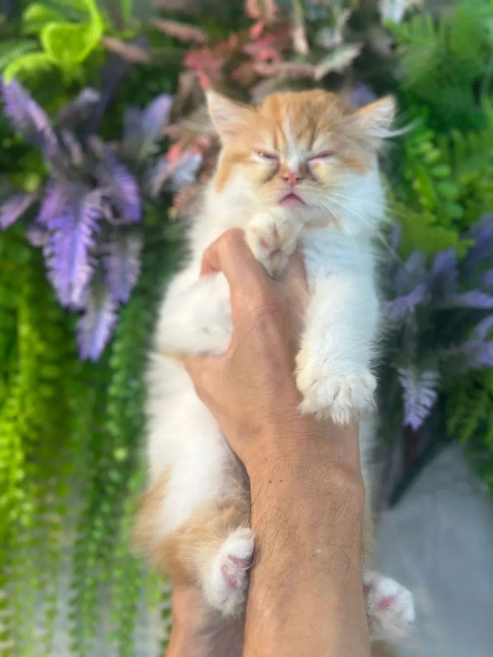 Gato persa macho  incrível  - Foto 4