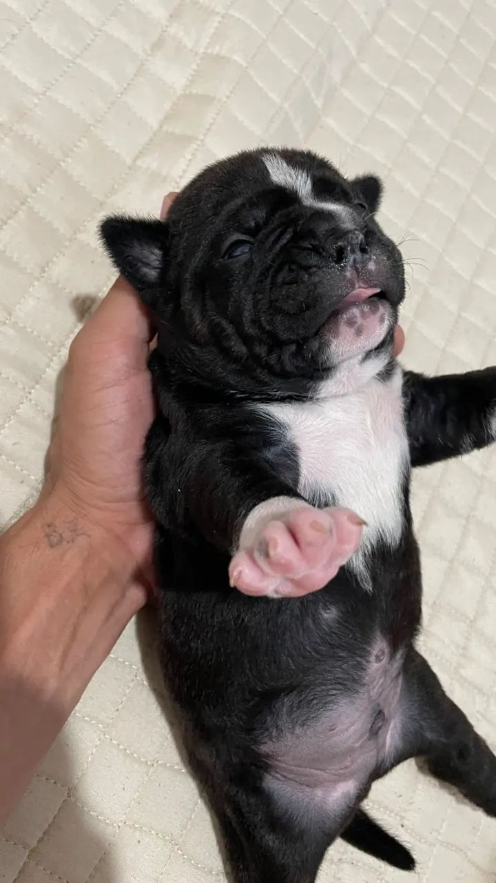 Filhote American Bully Macho  - Foto 2