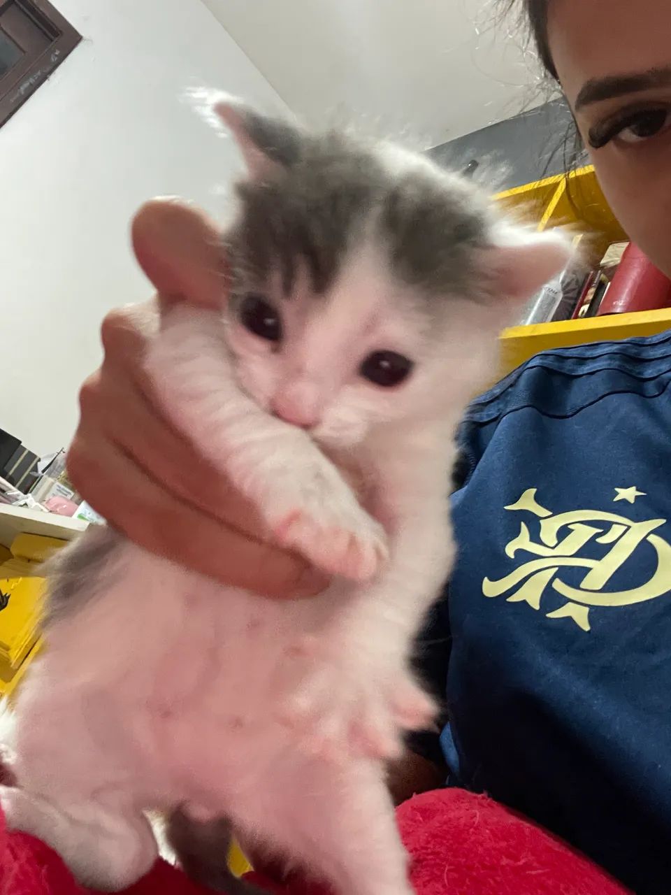 adoção de filhote de gato - Foto 4