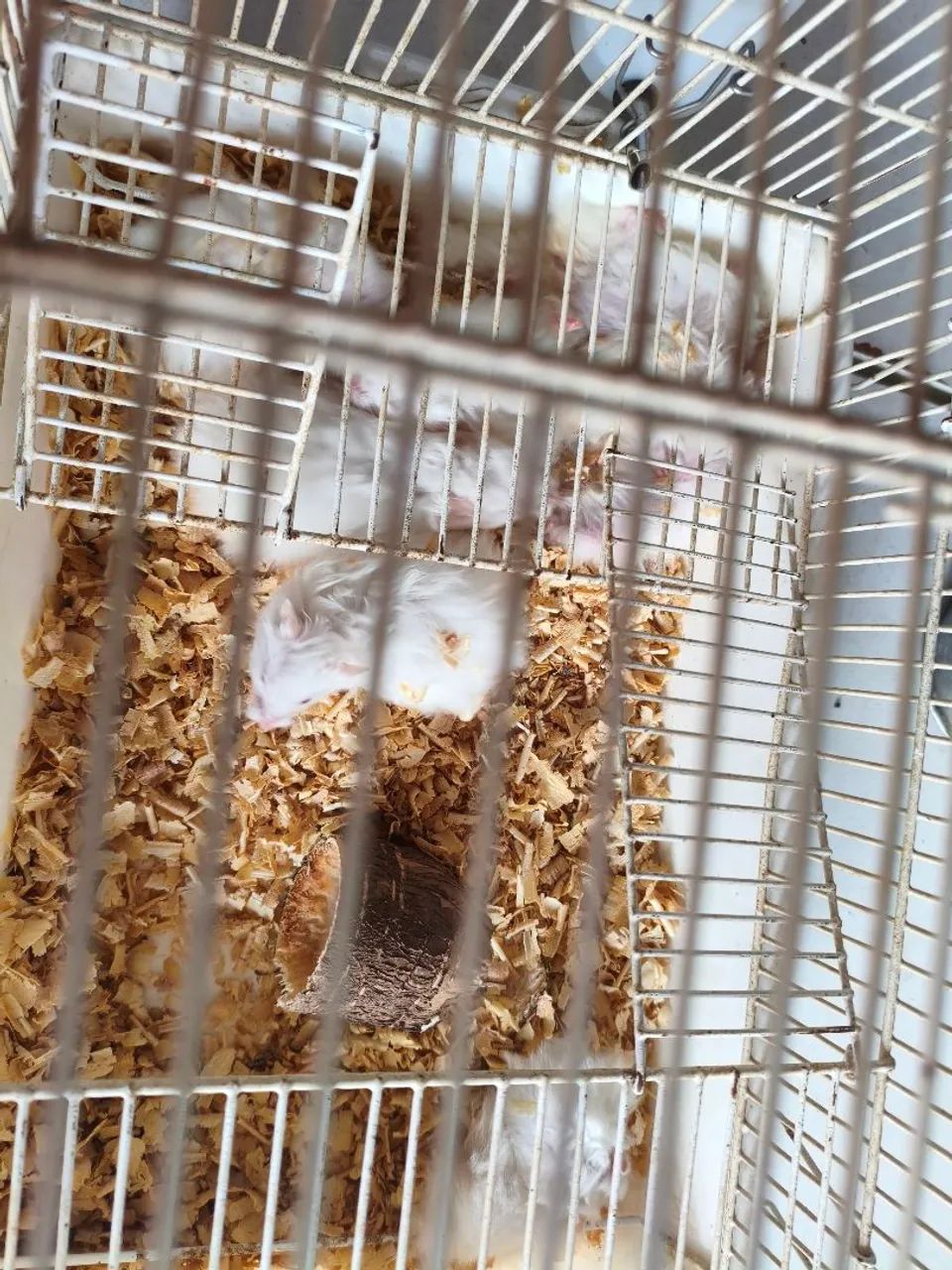 Hamster - Foto 3