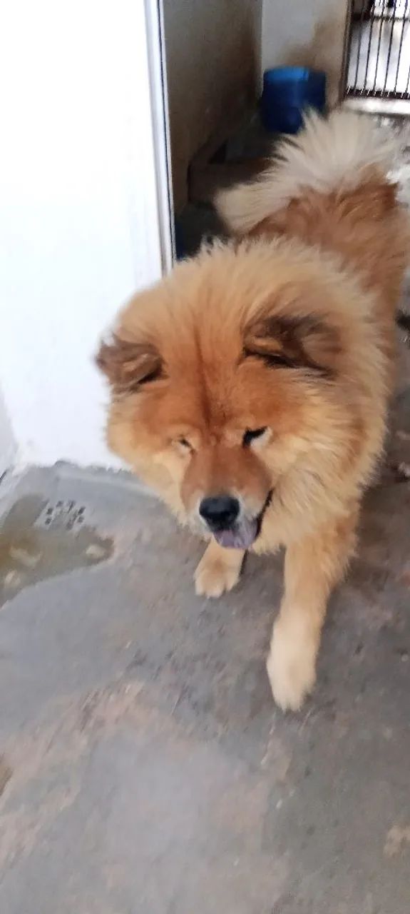 Chow-Chow puro e manso  - Foto 5