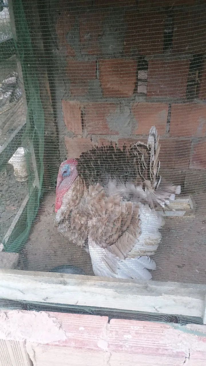 Vende-se perú  - Foto 2