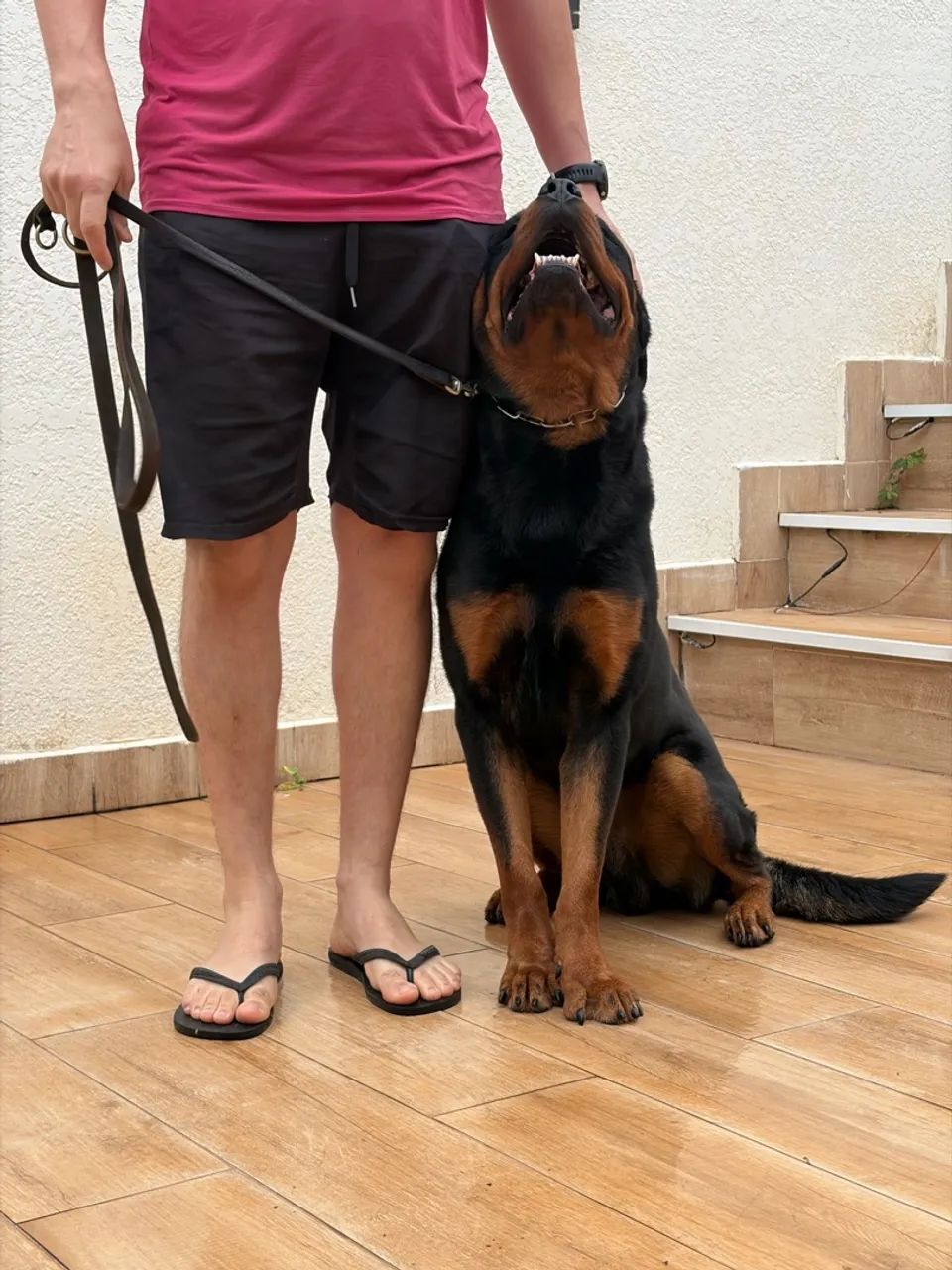 Doação Responsável - Rottweiler - Foto 5