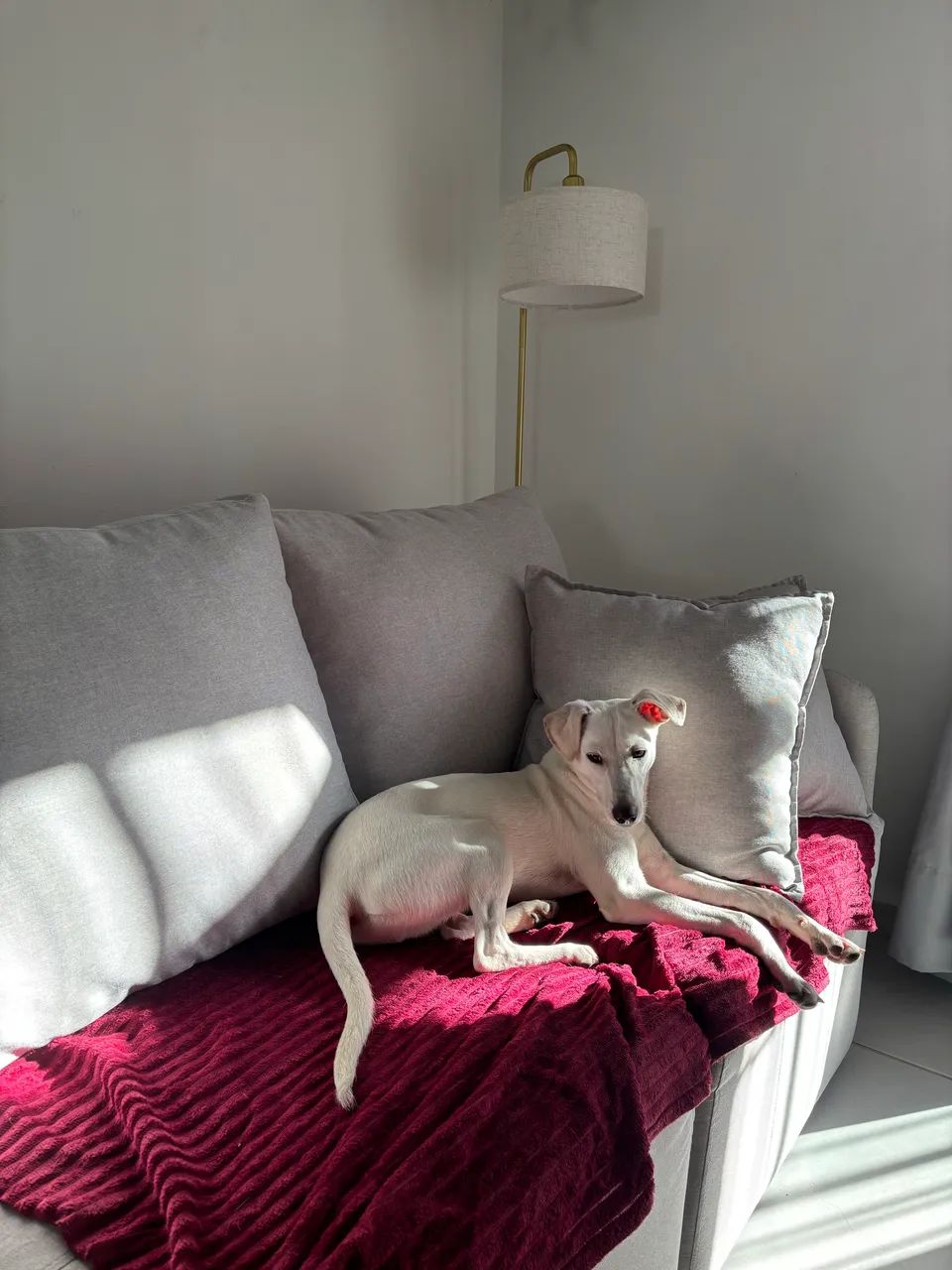 Doação pet