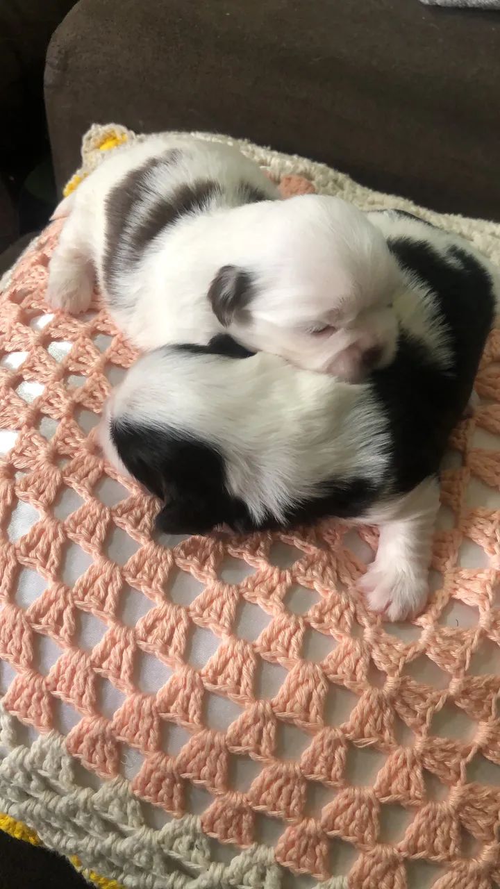 Shih tzu 