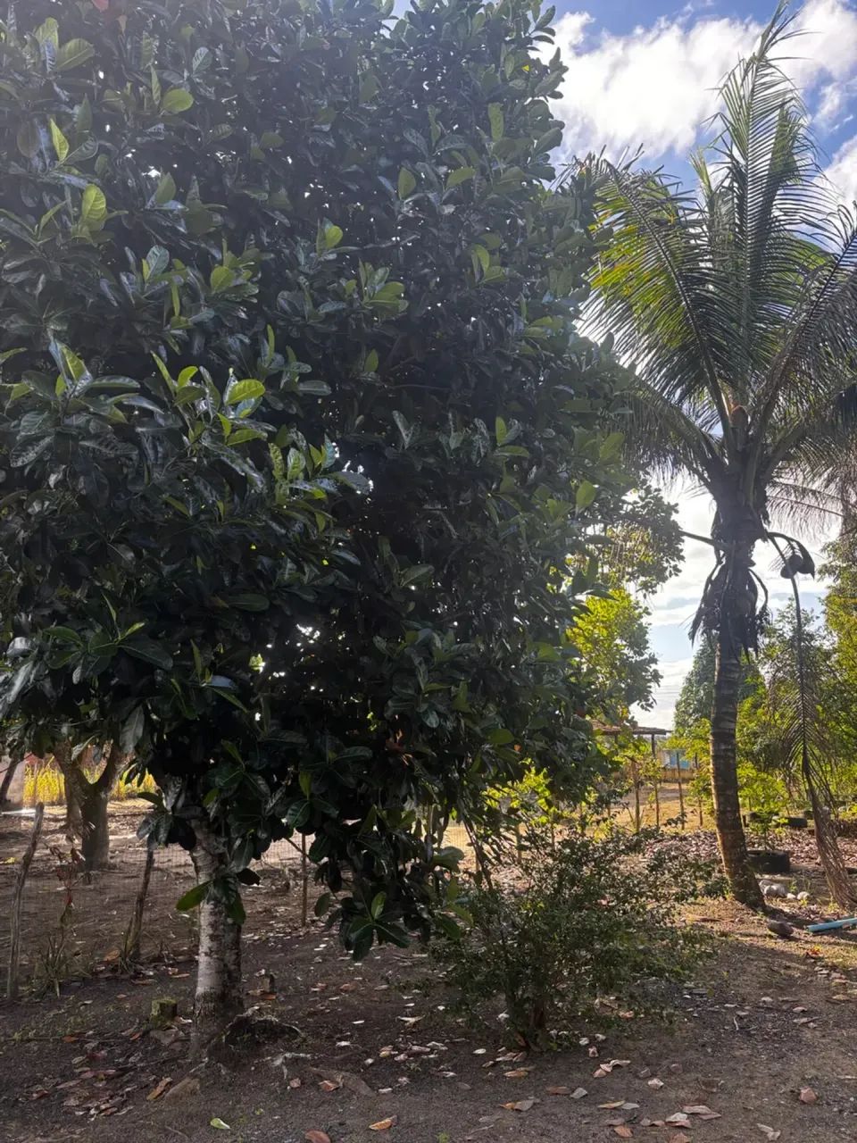 Lindo Sitio 30x50 em São Luis do Quitunde - Foto 4