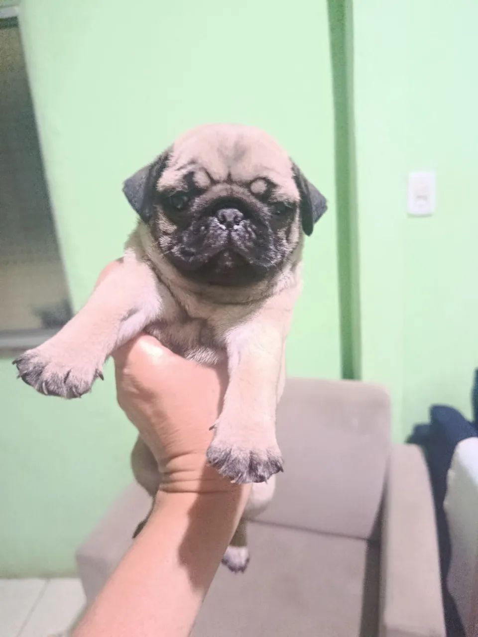 Pug fêmea  - Foto 3