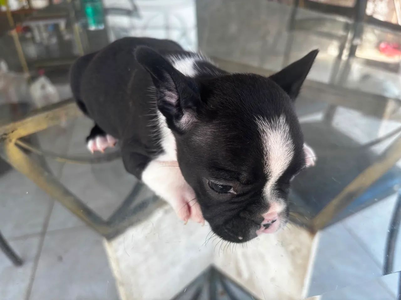 Buldogue frances micro 