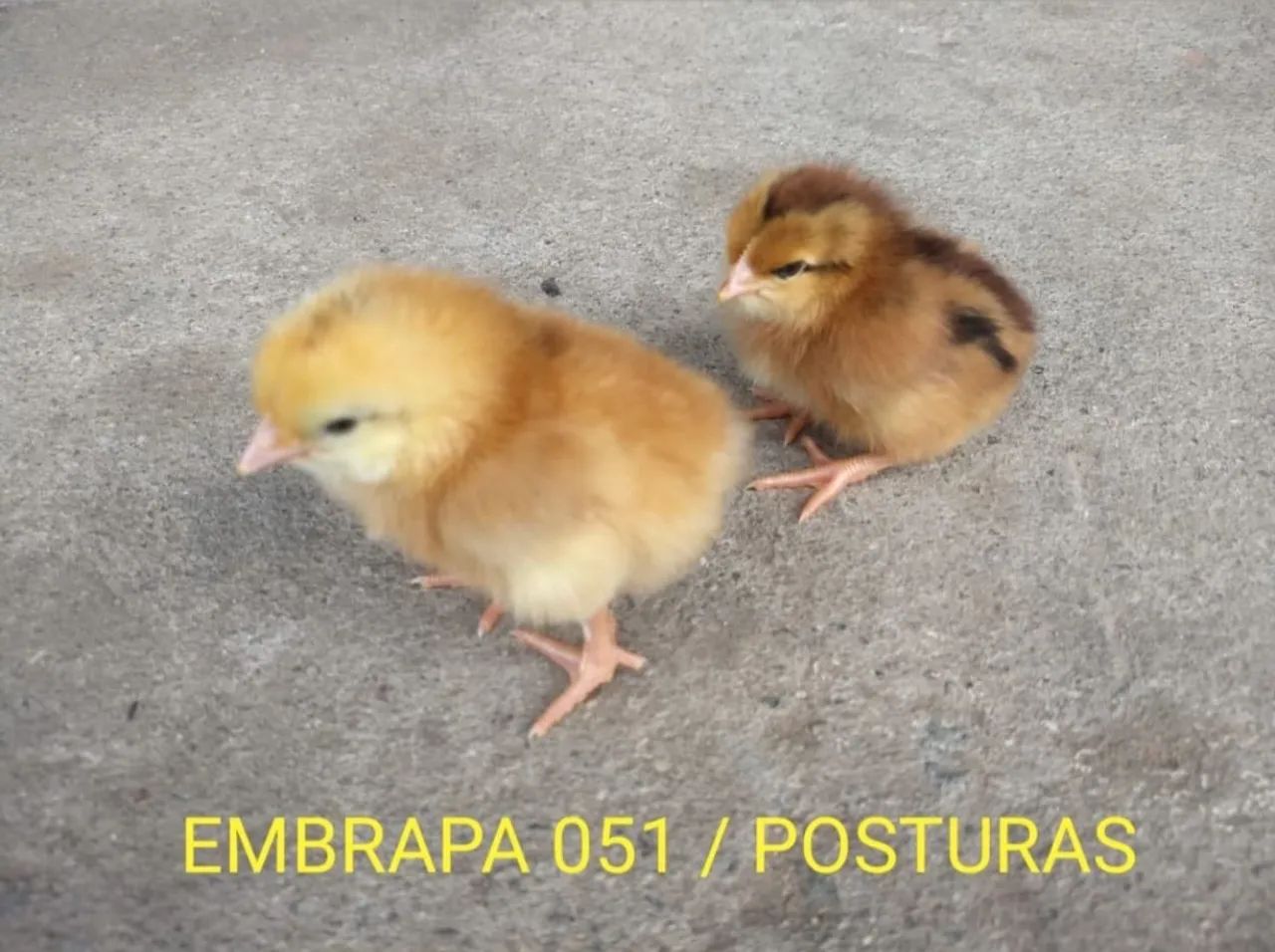 Pintos de um dia postura e caipira  - Foto 2