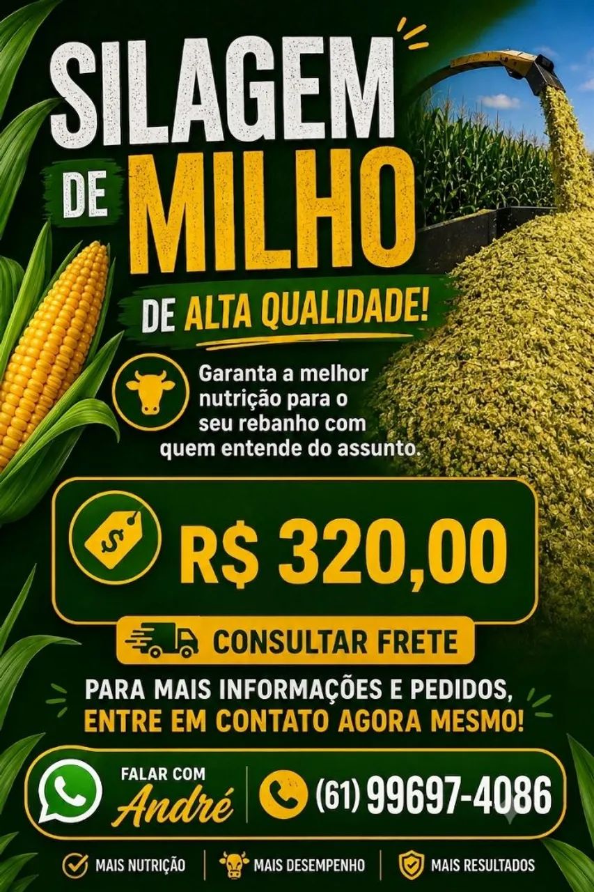 Silagem de milho 