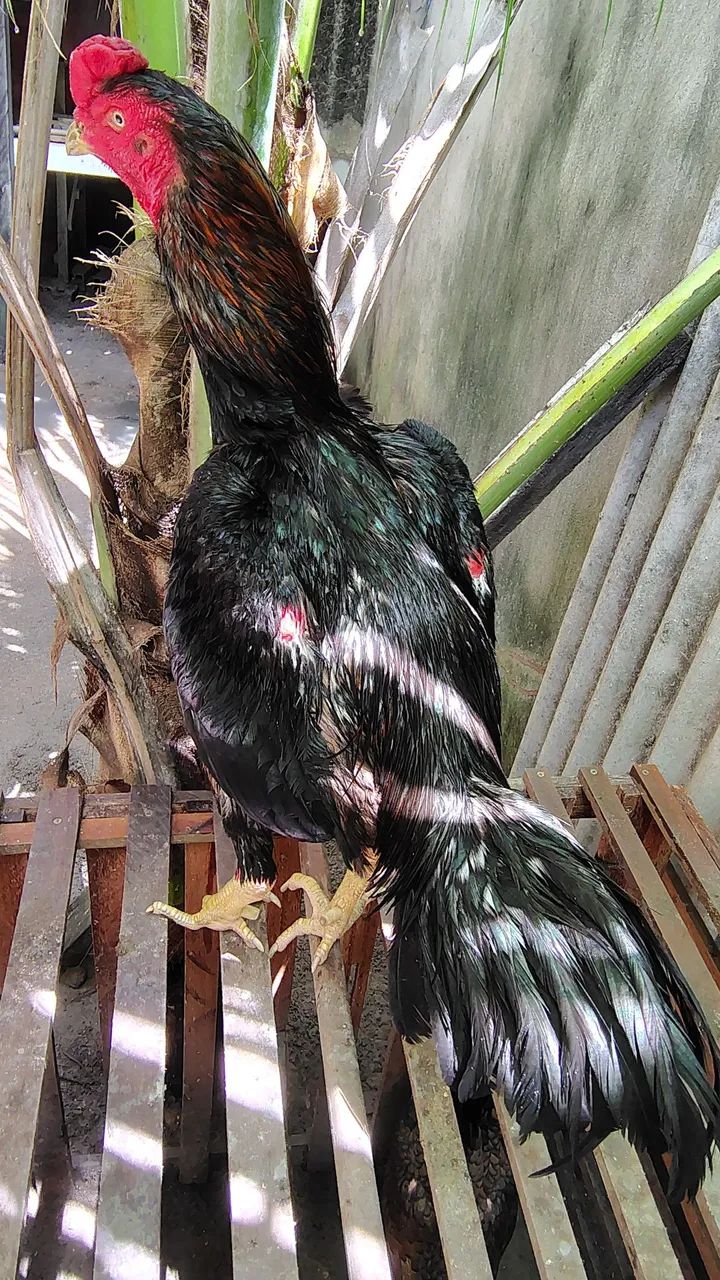 Galo preto da raça Mura 4,5 kg ideal para reprodutor salta filh brancos r$600 em até 3x - Foto 4