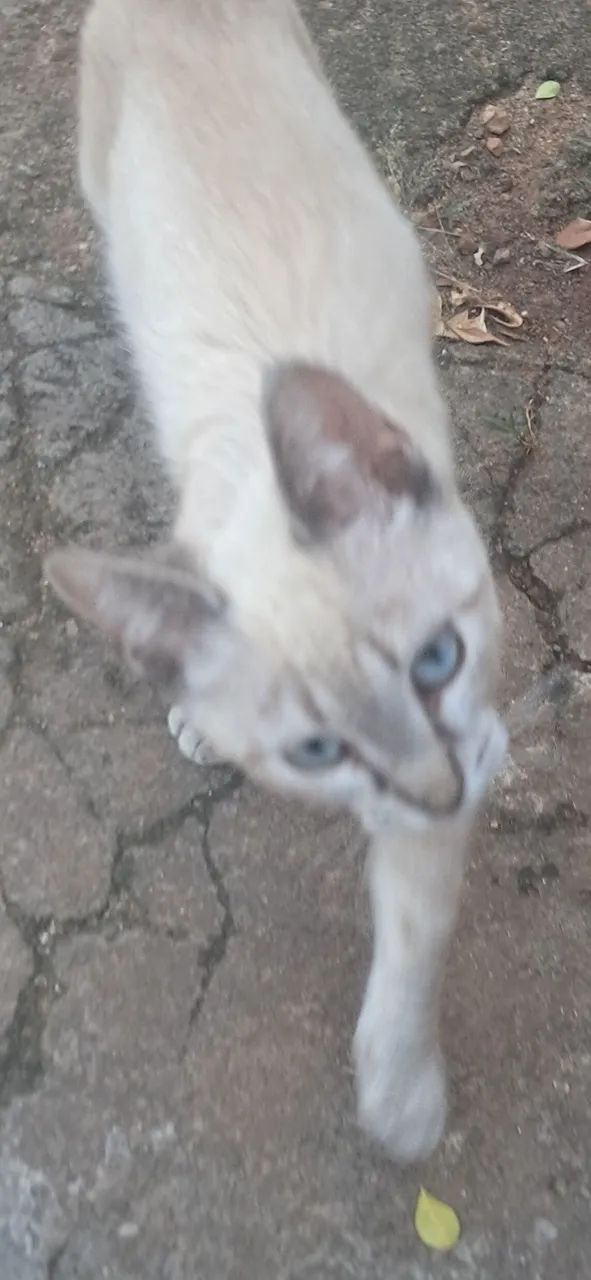 Doação gato
