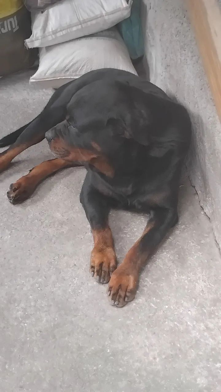 Rottweiler pra doação  - Foto 2