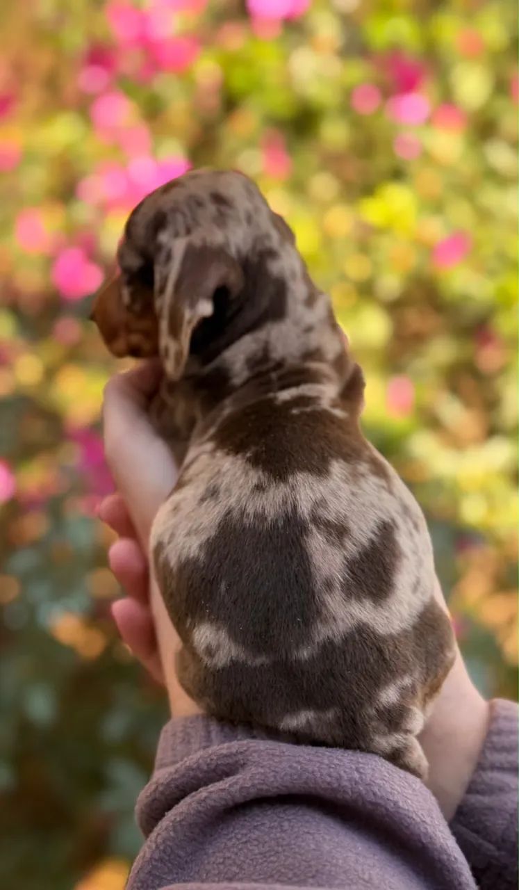 Dachshund Filhotes Linguicinha