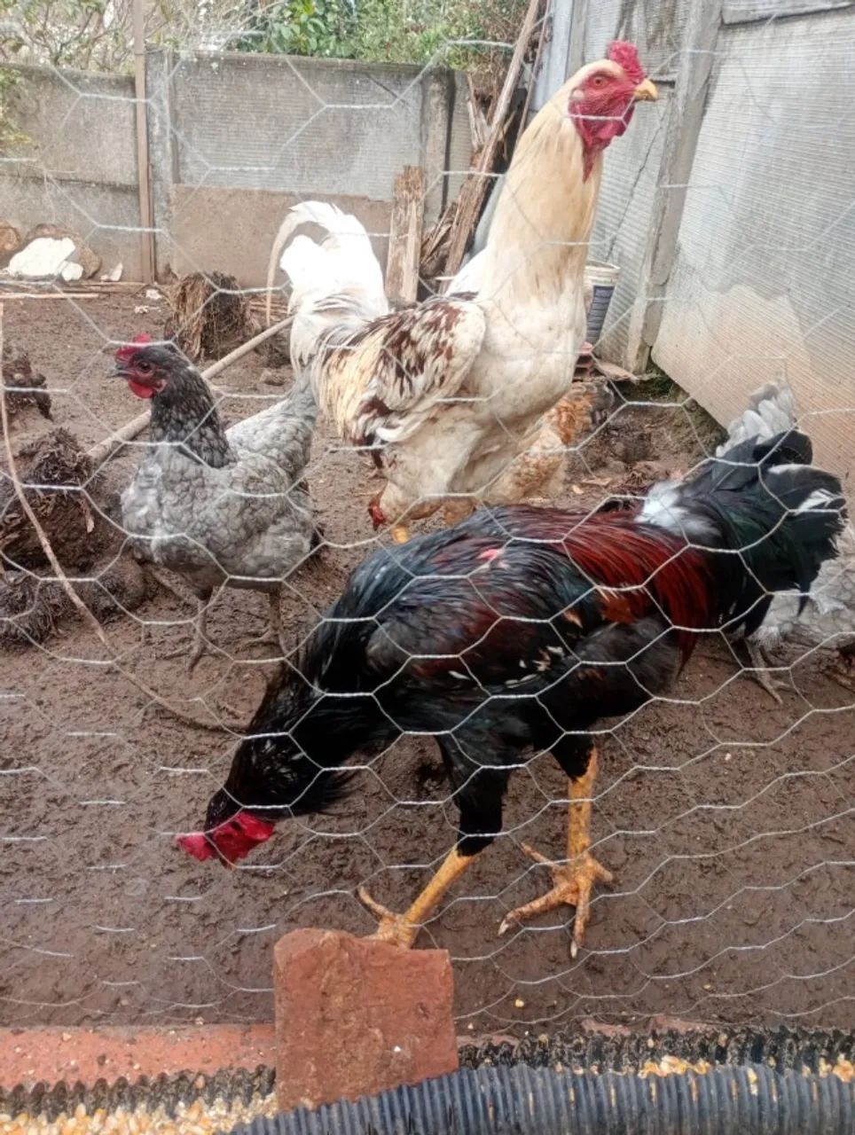 Animais  - Foto 2