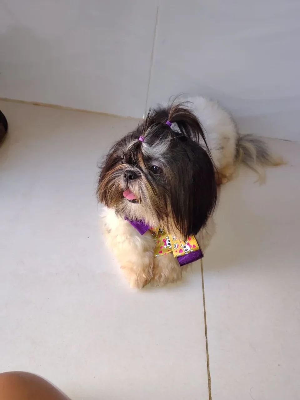 Shihtzu fêmea  - Foto 2