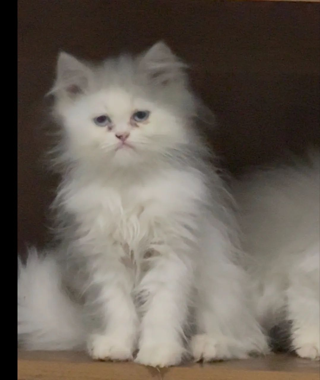Lindos bebezinhos de gato persa - Foto 2