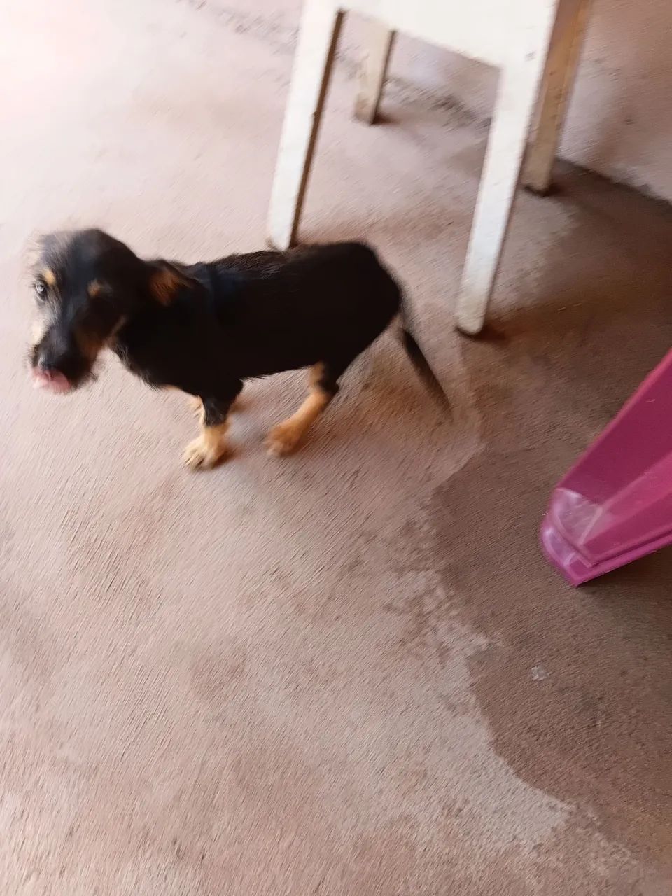 Doação de cachorro