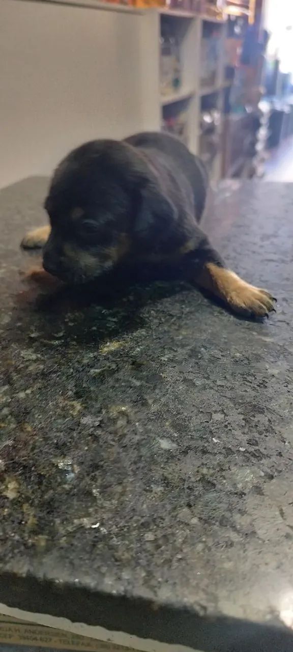 Cachorrinhos para doação  - Foto 4
