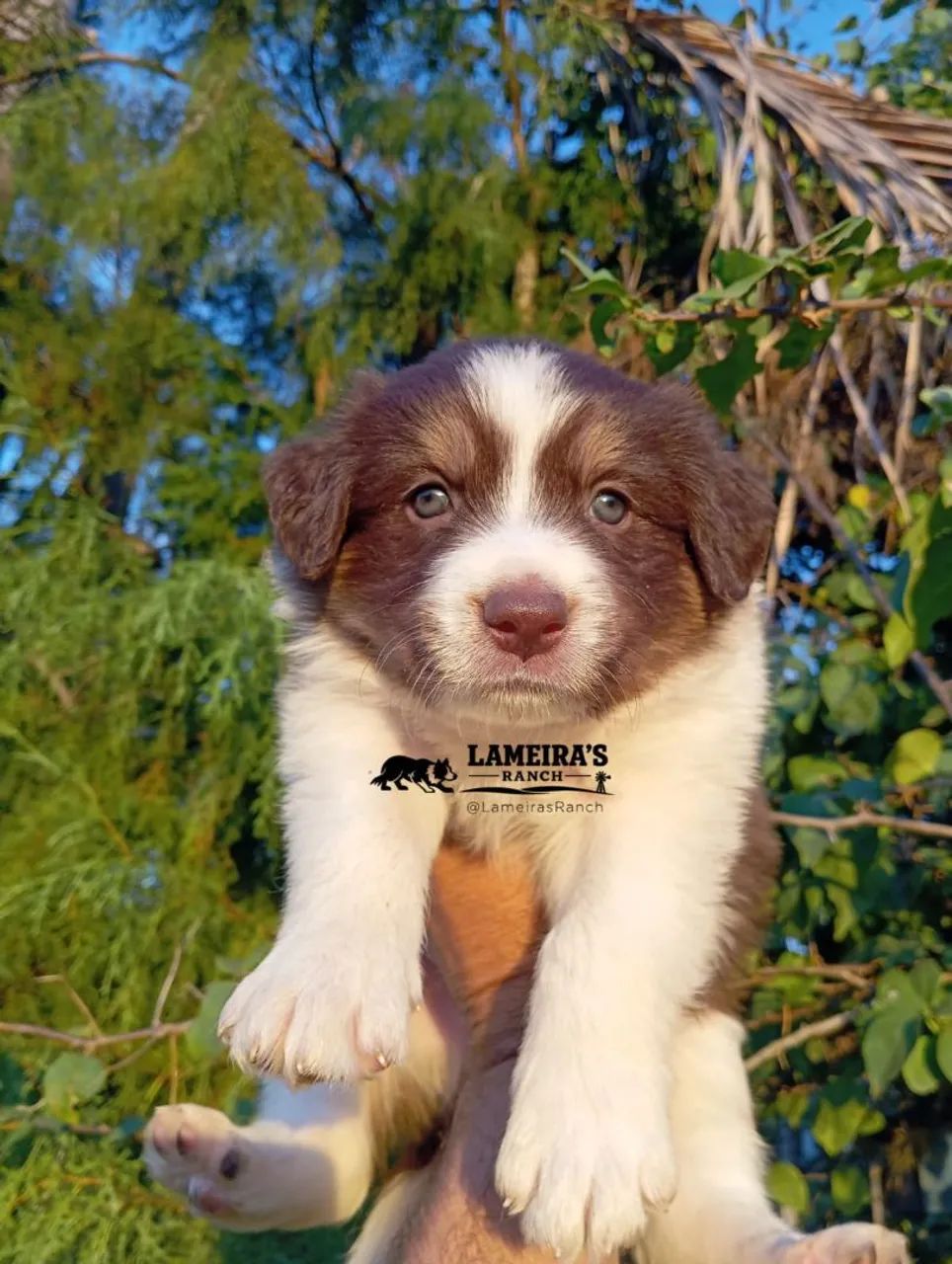BORDER COLLIE filhote - Foto 3