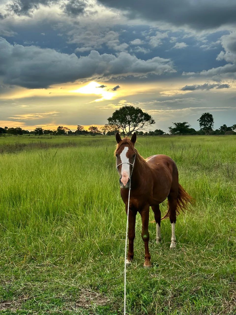 Cavalo quarto milha  - Foto 2
