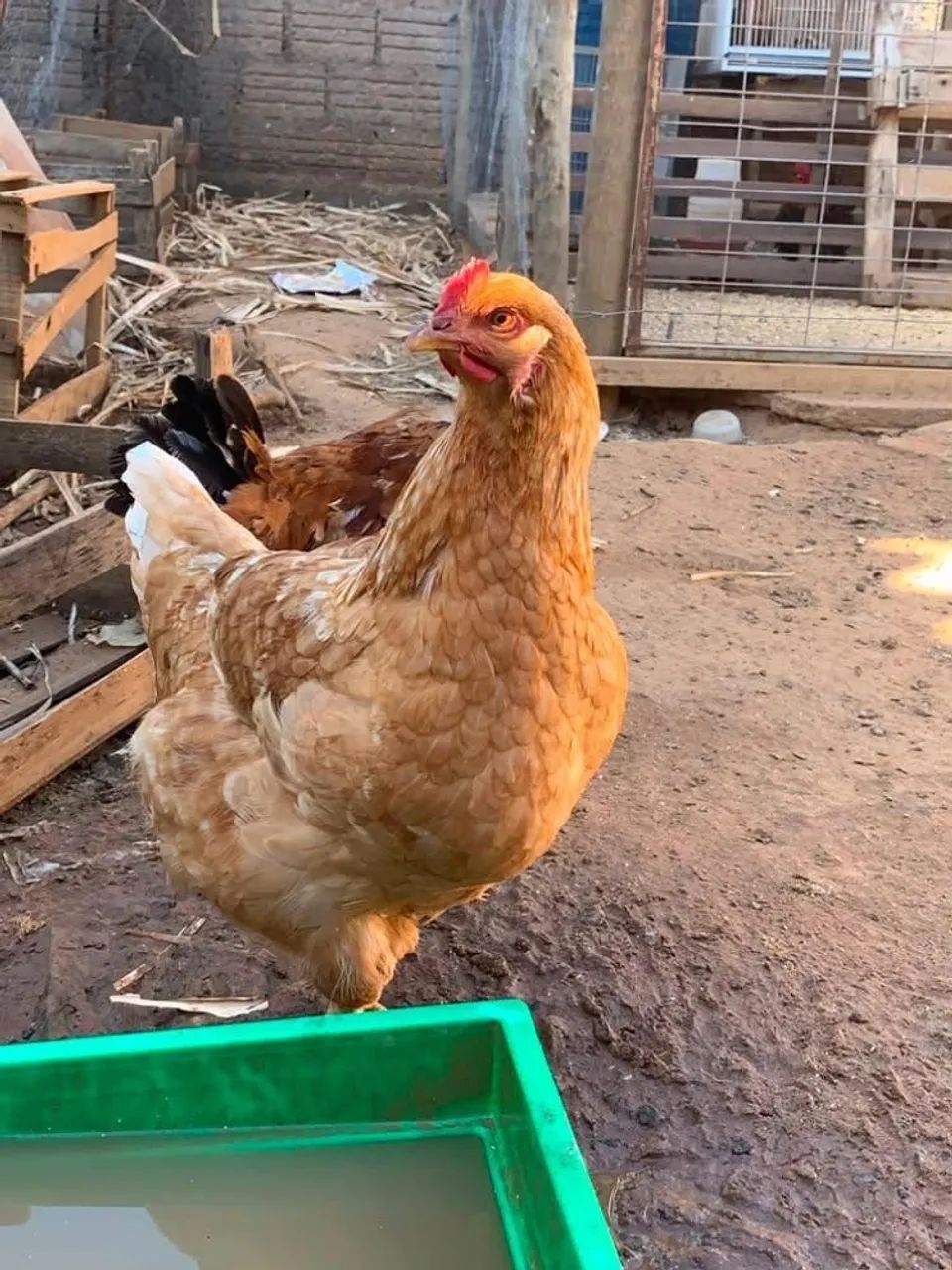 Galinha caipira